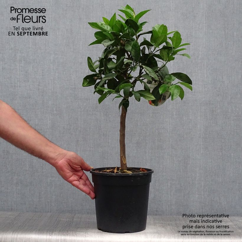 Exemplaar van Rode citroen - Citrus medica Pigmentata Pot van 4 l/5 l, Kwartstam zoals geleverd in de herfst