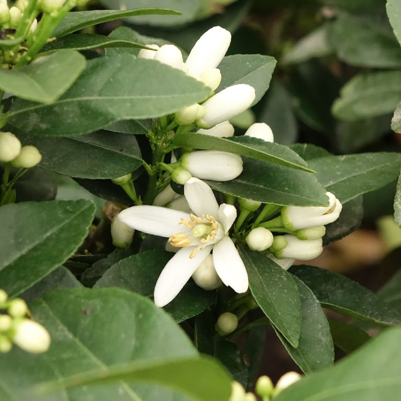 Rode citroen - Citrus medica Pigmentata (Bloei)