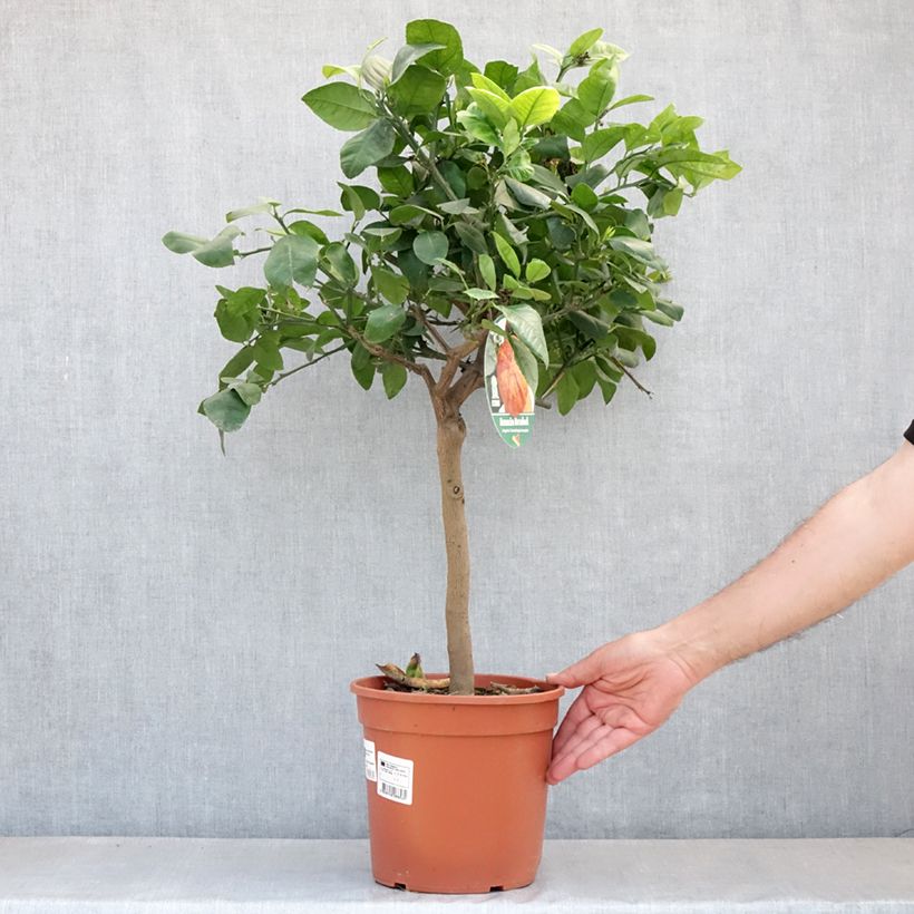 Exemplaar van Meyer-citroen Doppio Sanguigno Pot van 4 l/5 l, Kwartstam zoals geleverd in de lente