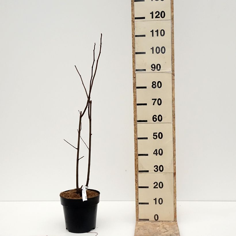 Exemplaar van Cladrastis kentukea - Virgilier à bois jaune Pot de 6L/7L zoals geleverd in de winter