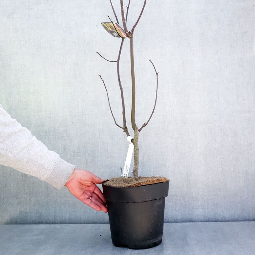 Exemplaar van Cladrastis kentukea - Gele houtboom Pot van 6 l/7 l zoals geleverd in de lente