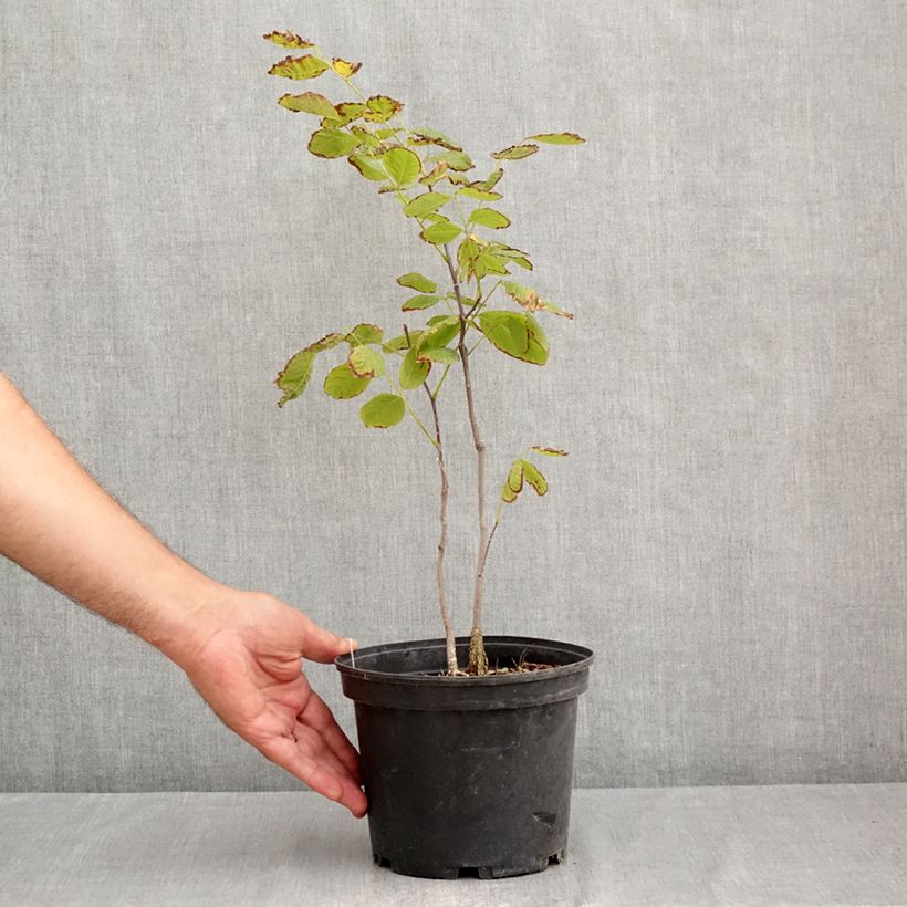 Exemplaar van Cladrastis kentukea - Gele houtboom Pot van 3 l/4 l zoals geleverd in de zomer