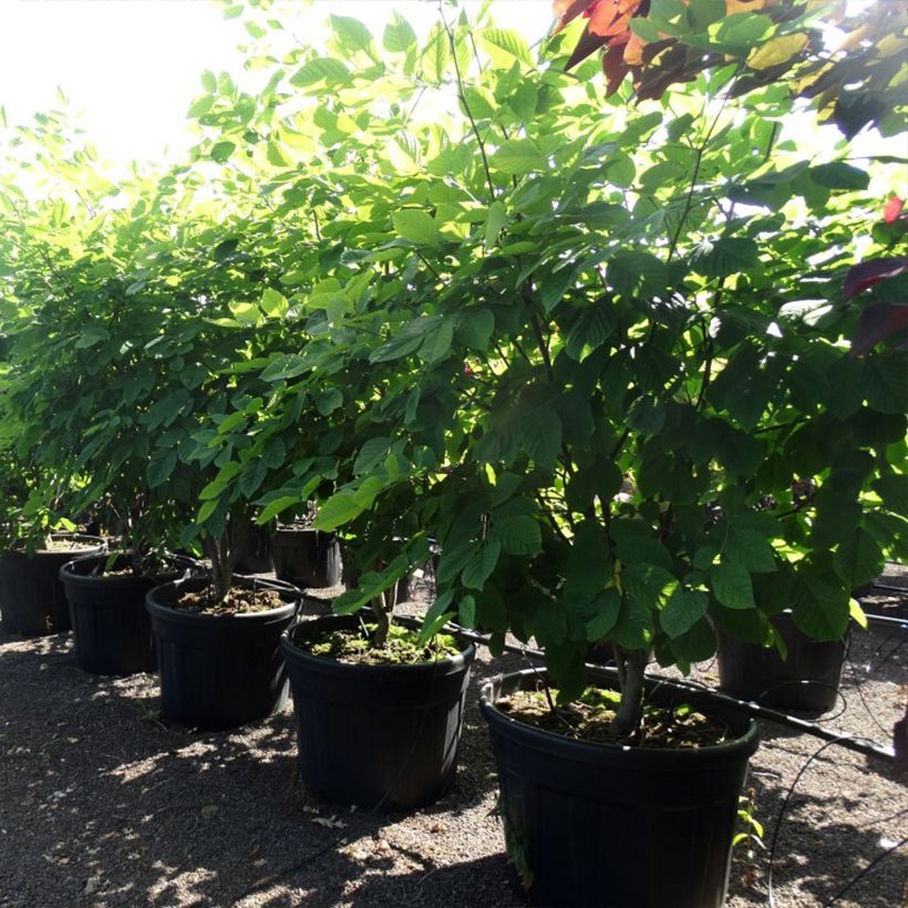 Exemplaar van Cladrastis kentukea - Gele houtboom Pot van 80 l/90 l, Struikvormige boom zoals geleverd in de lente