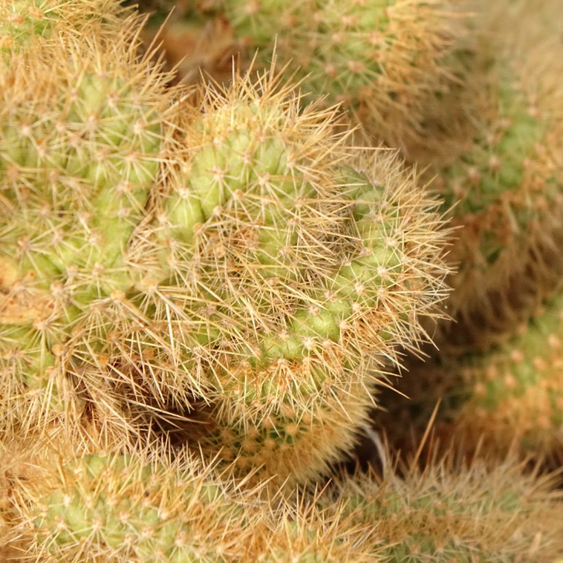 Cleistocactus winteri f. cristata - Gouden rattenstaartcactus (Blad)