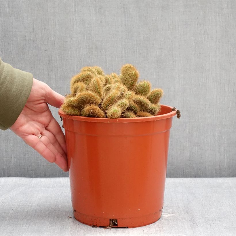 Exemplaar van Cleistocactus winteri f. cristata - Gouden rattenstaartcactus Pot van 4 l/5 l zoals geleverd in de winter