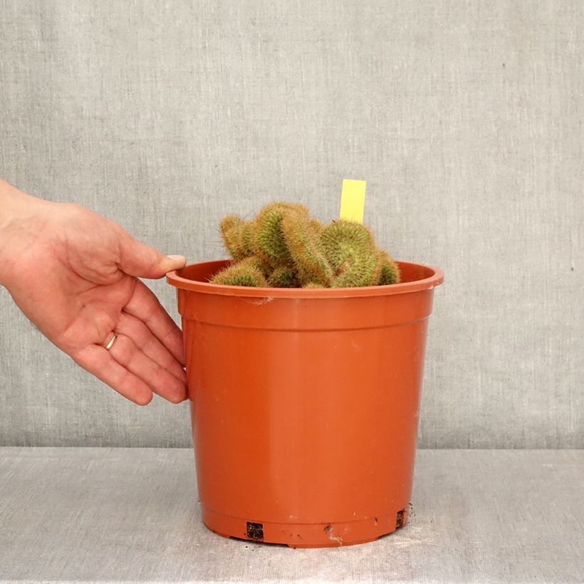 Exemplaar van Cleistocactus winteri f. cristata - Gouden rattenstaartcactus Pot van 4 l/5 l zoals geleverd in de lente