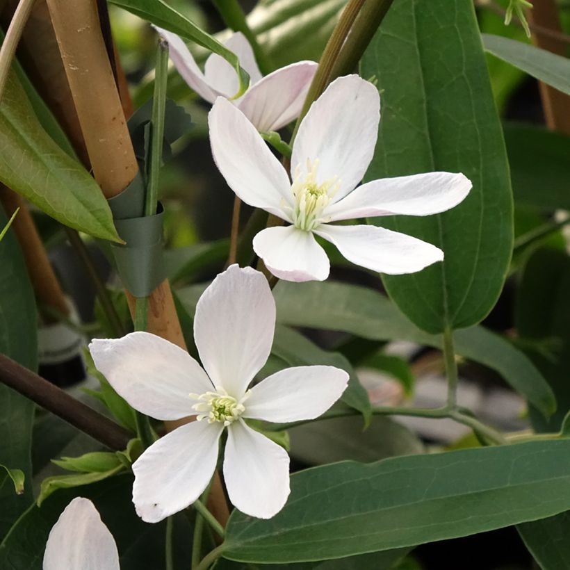 Clematis armandii Apple Blossom - Groenblijvende bosrank (Bloei)