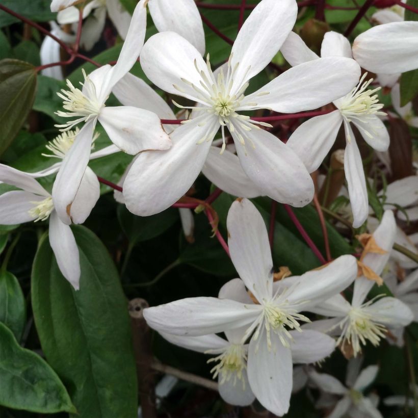 Clematis armandii Hendersonii Rubra - Groenblijvende bosrank (Bloei)