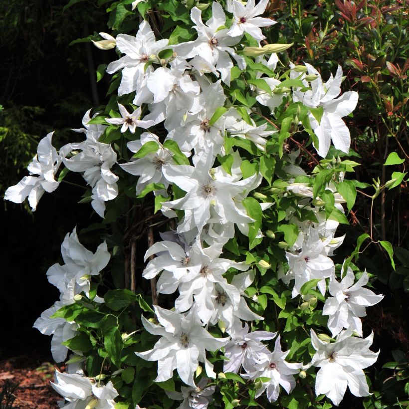 Clematis Beautiful Bride - Grootbloemige bosrank (Bloei)