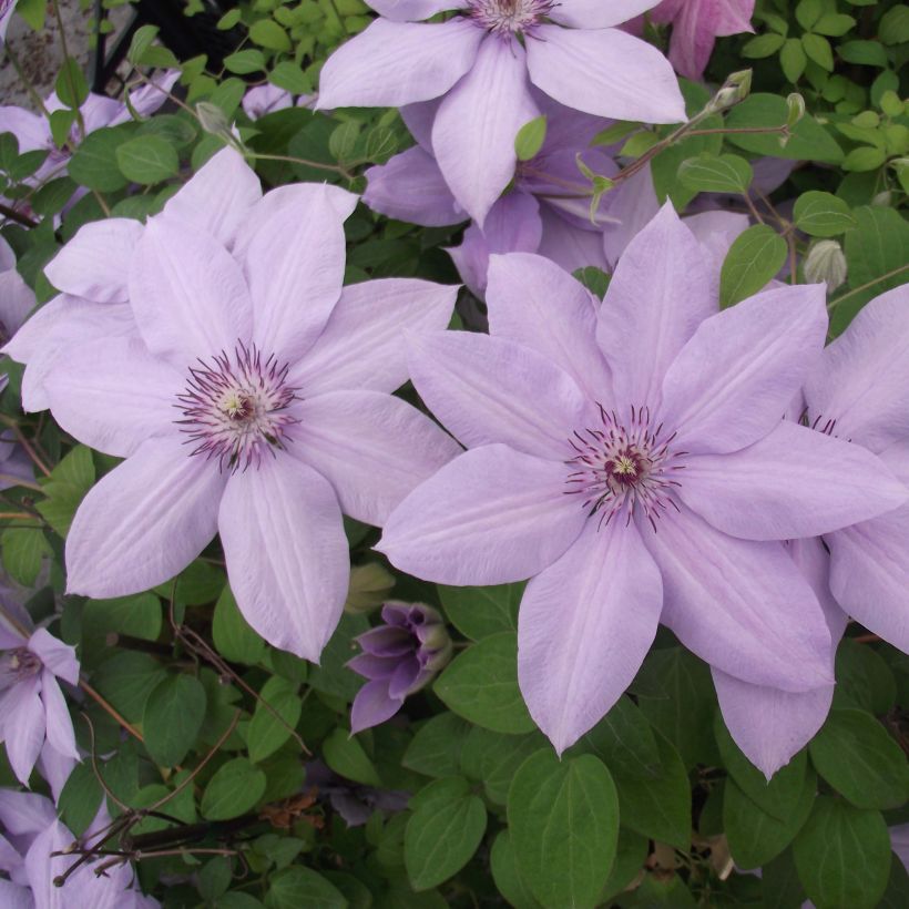 Clematis patens Bernardine - Bosrank (Bloei)