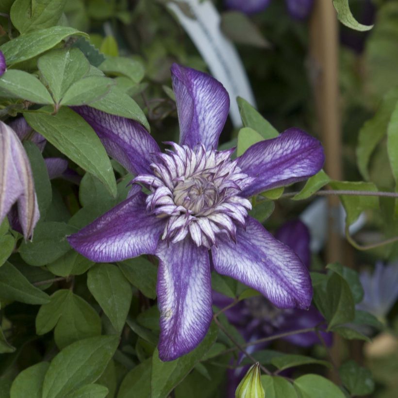 Clematis florida Cassis - Bosrank (Bloei)
