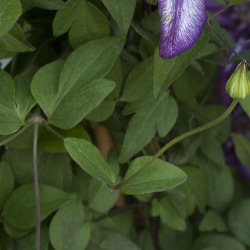 Clematis florida Cassis - Bosrank (Blad)
