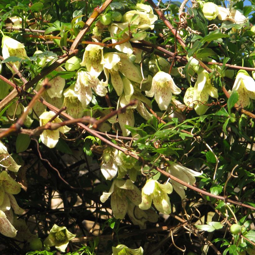 Clematis cirrhosa Balearica - Groenblijvende bosrank (Bloei)