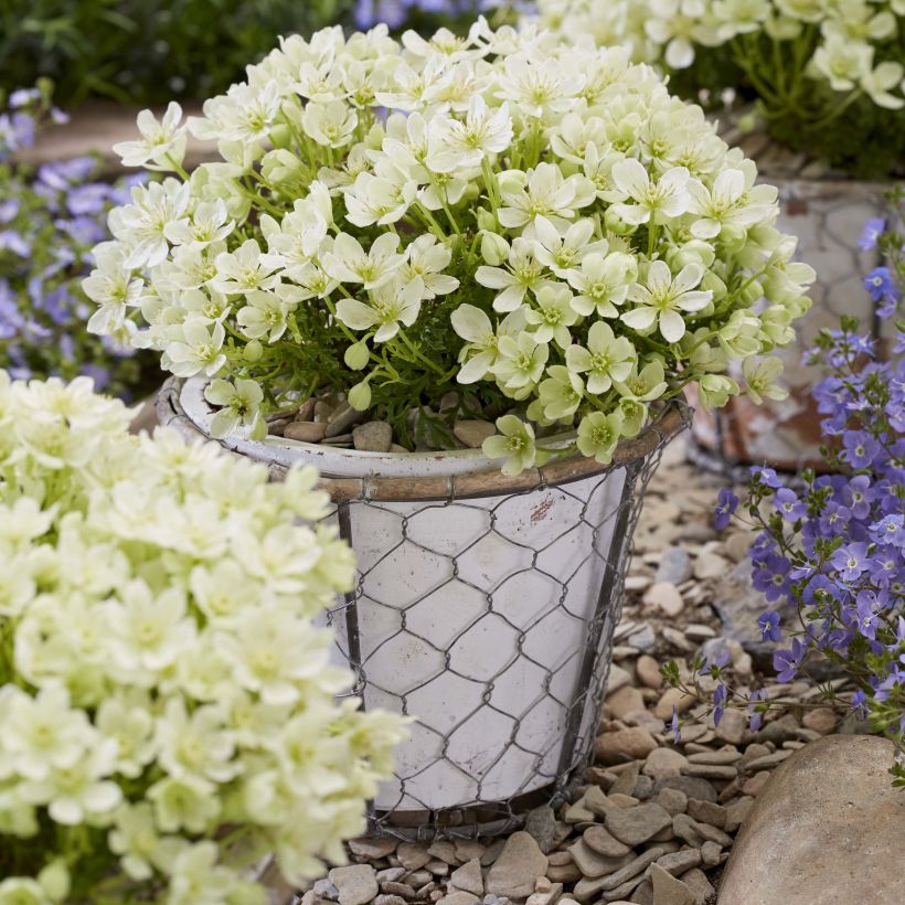 Clematis Emerald Dream - Bosrank (Plant habit)