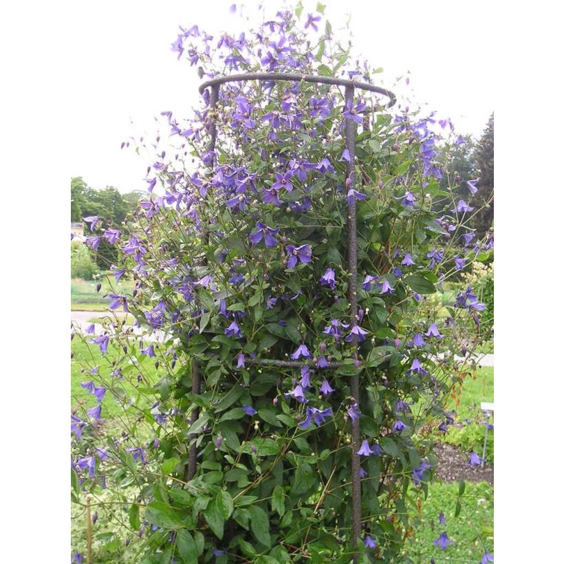 Clematis Eriostemon - Bosrank (Groeiplaats)