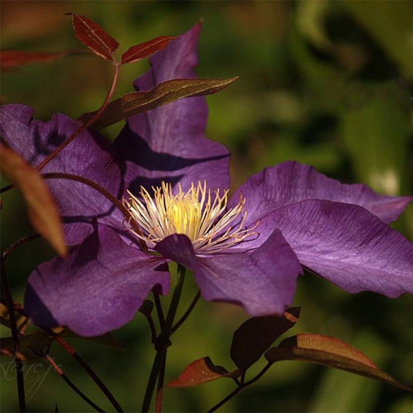 Clematis Gipsy Queen - Grootbloemige clematis (Flowering)
