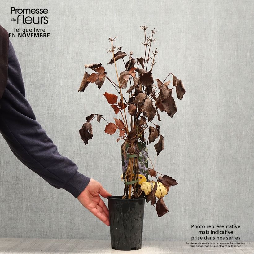 Exemplaar van Clematis heracleifolia Côte d'Azur Pot van 2 l/3 l zoals geleverd in de herfst