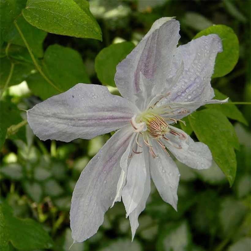 Clematis jackmanii Alba - Bosrank (Bloei)
