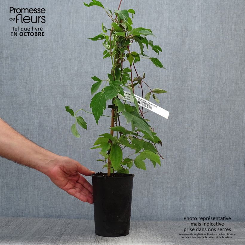 Exemplaar van Clematis montana Pink Perfection - Bergbosrank Pot van 1,5 l/2 l zoals geleverd in de herfst