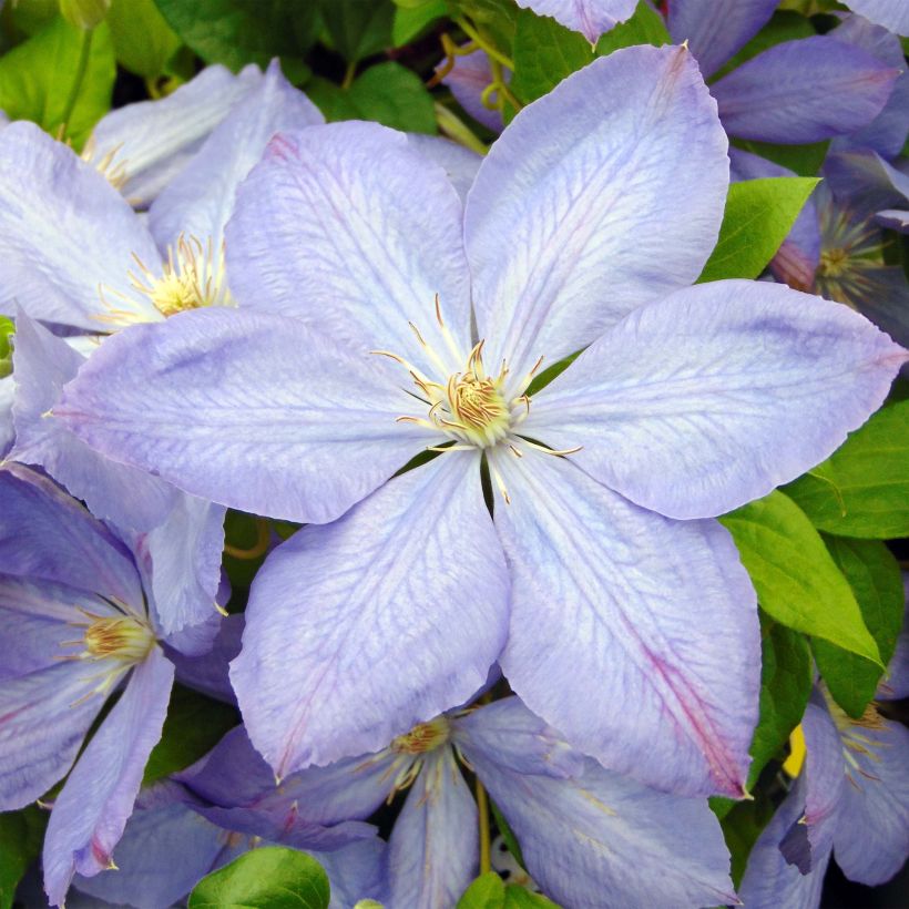 Clematis Mrs Cholmondeley - Grootbloemige clematis (Bloei)
