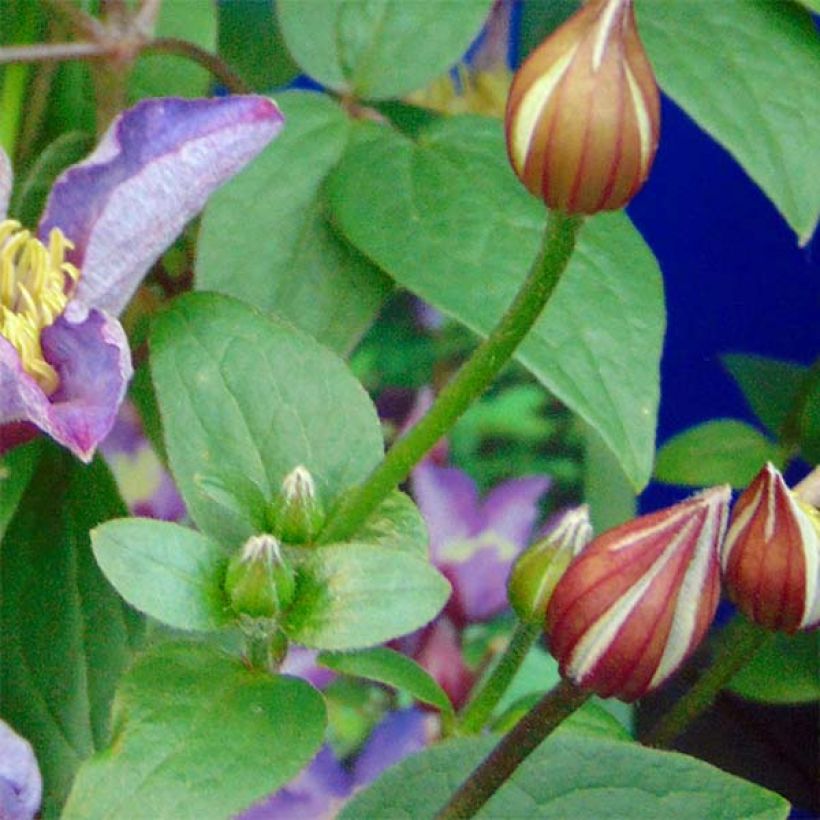Clematis patens Exciting - Bosrank (Blad)