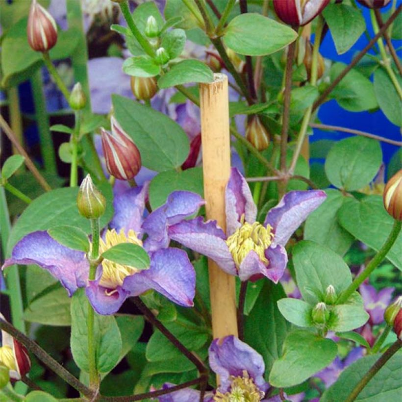 Clematis patens Exciting - Bosrank (Bloei)