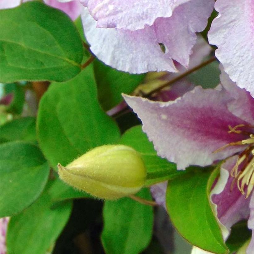 Clematis patens Piilu - Bosrank (Blad)