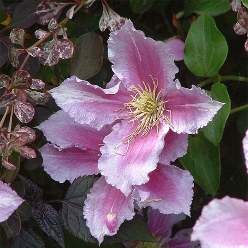 Clematis patens Piilu - Bosrank (Bloei)