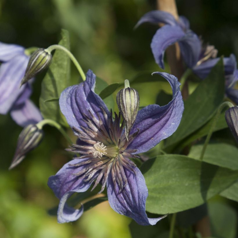 Clematis diversifolia Saphyra Indigo - Kleinbloemige clematis (Bloei)