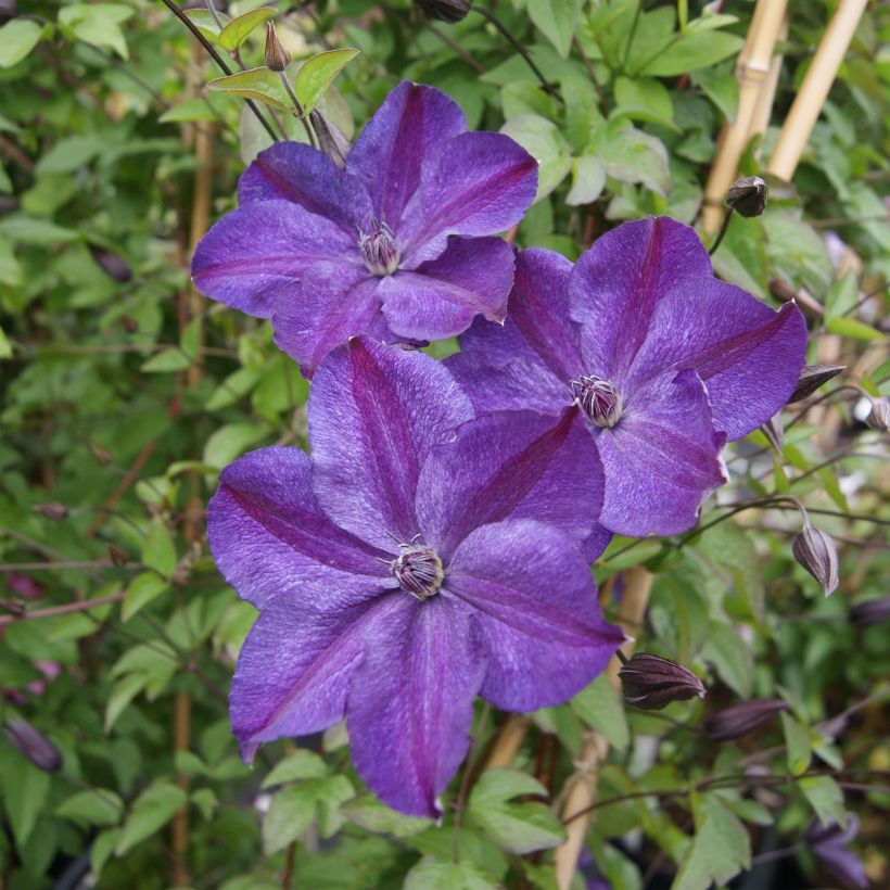 Clematis Supernight - Italiaanse clematis (Bloei)