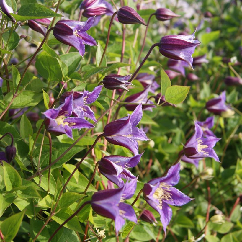 Clematis texensis Prince William - Bosrank (Bloei)