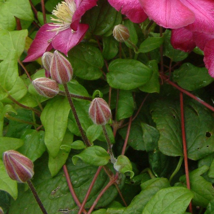 Clematis Ville de Lyon - Clématite (Blad)