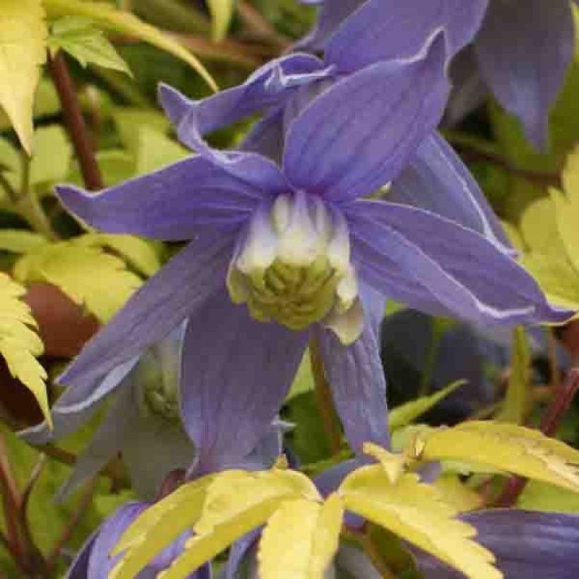 Clematis Stolwijk Gold - Alpenbosrank (Bloei)