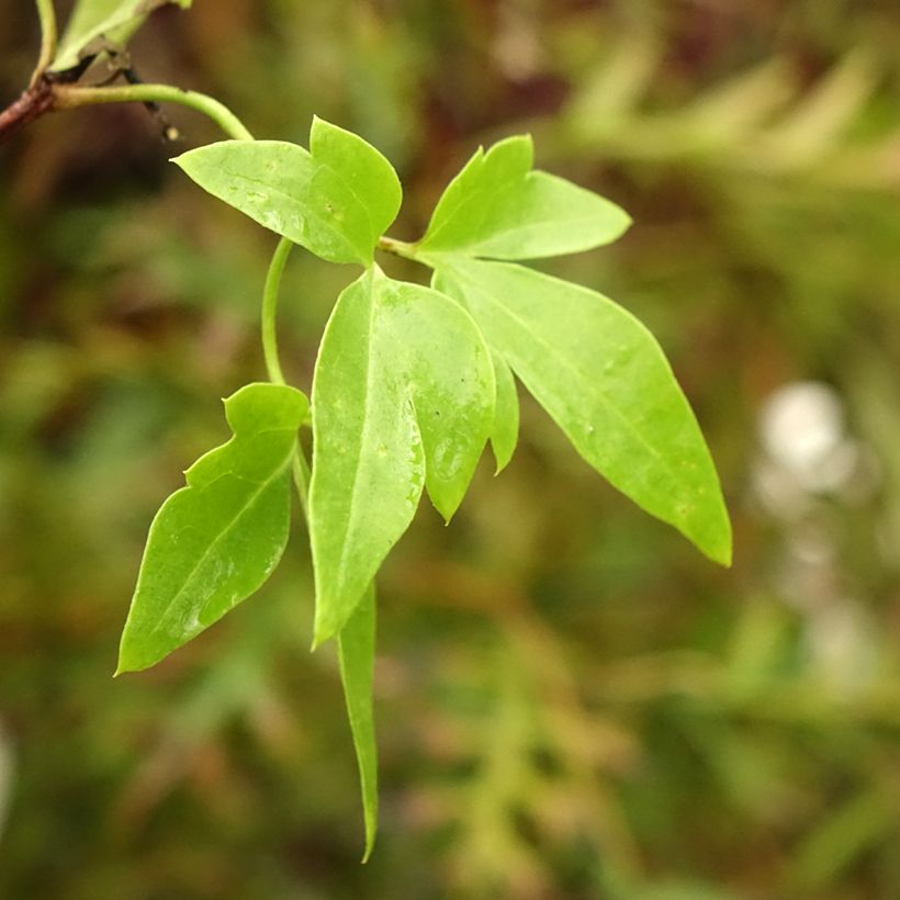 Clematis napaulensis Christmas Surprise (Blad)