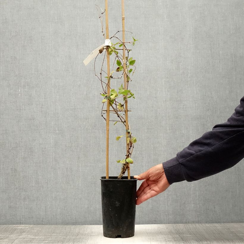 Exemplaar van Clematis cirrhosa Wisley Cream - Groenblijvende bosrank Pot van 2 l/3 l zoals geleverd in de zomer