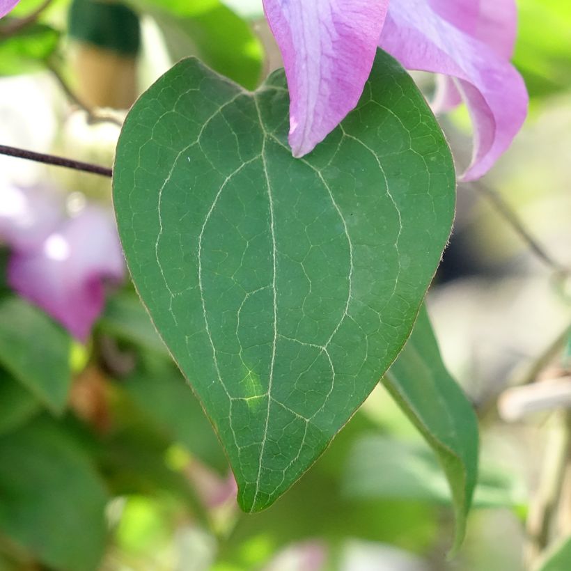 Clematis patens Abilène - Bosrank (Blad)