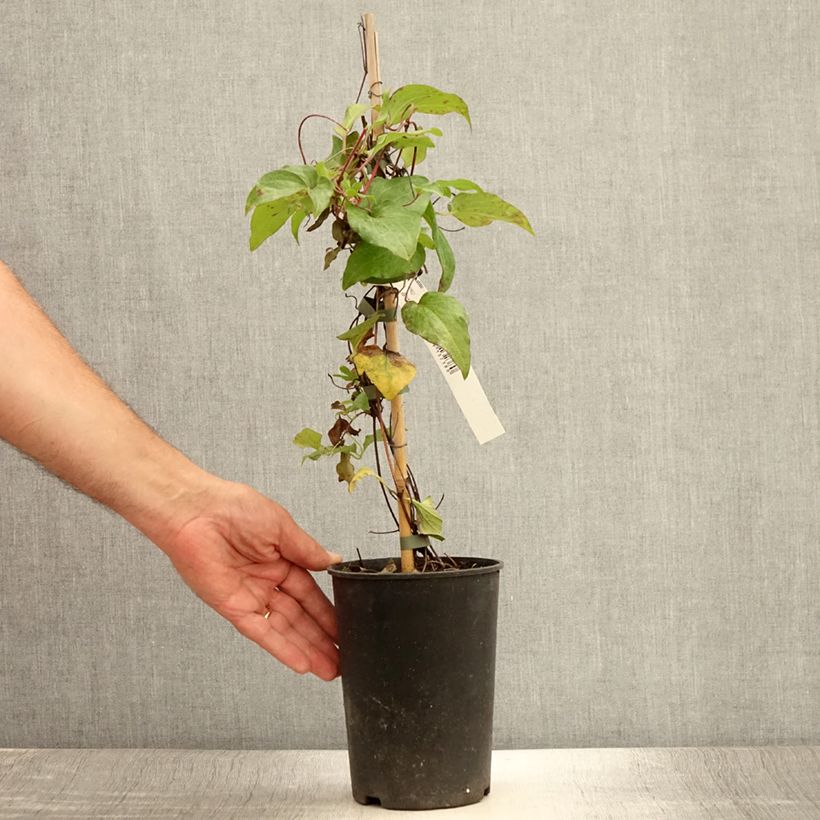 Exemplaar van Clematis Alice Fisk - Grootbloemige clematis Pot van 2 l/3 l zoals geleverd in de zomer