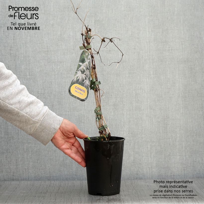 Exemplaar van Clematis alpina Plena - Alpenbosrank Pot van 2 l/3 l zoals geleverd in de herfst