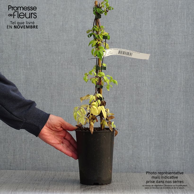 Exemplaar van Clematis alpina Francis Rivis - Alpenbosrank Pot van 2 l/3 l zoals geleverd in de herfst