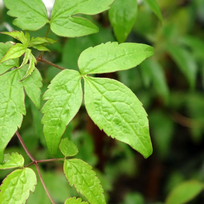 Clematis alpina - Alpenbosrank (Blad)