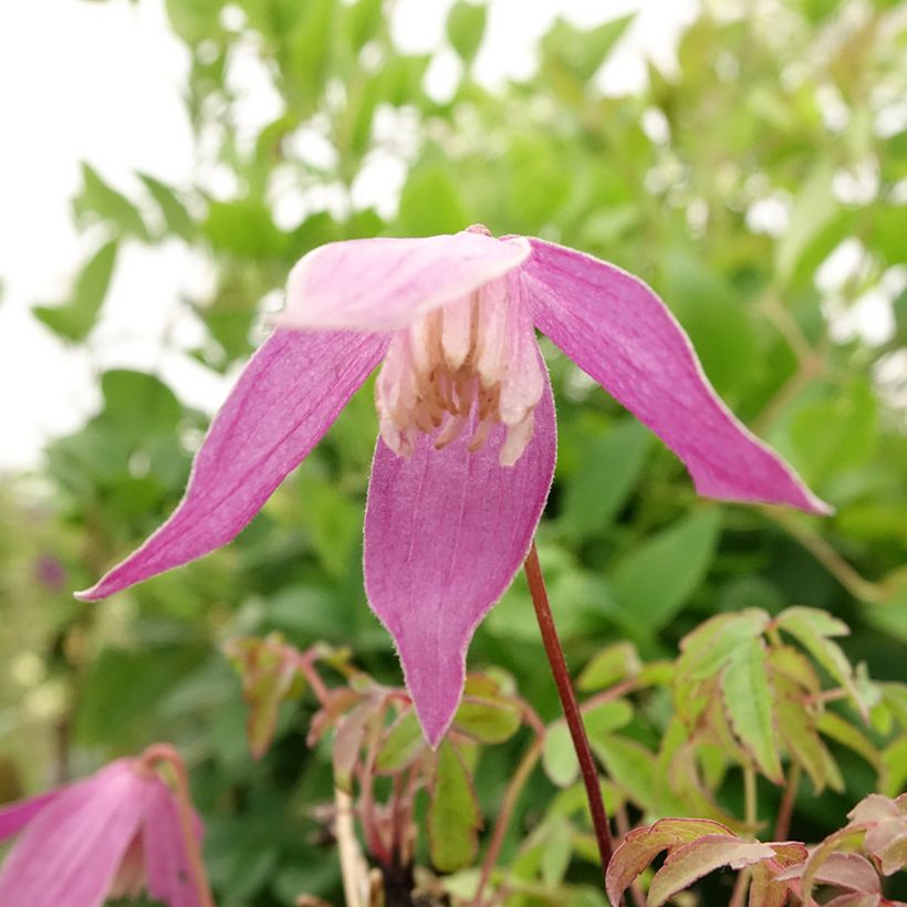 Clematis alpina Ruby - Alpenbosrank (Bloei)