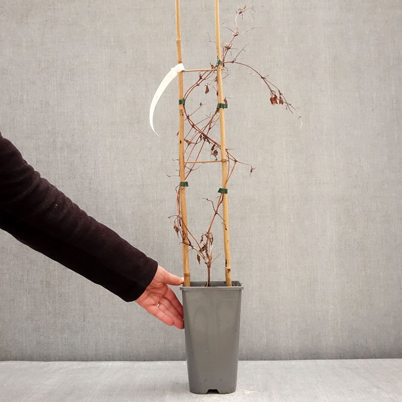 Exemplaar van Clematis patens Anna Louise Evithree - Bosrank Pot van 3 l/4 l zoals geleverd in de winter