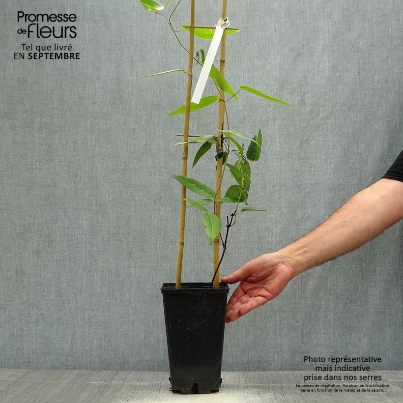 Exemplaar van Clematis armandii Hendersonii Rubra - Groenblijvende bosrank Pot van 2 l/3 l zoals geleverd in de herfst