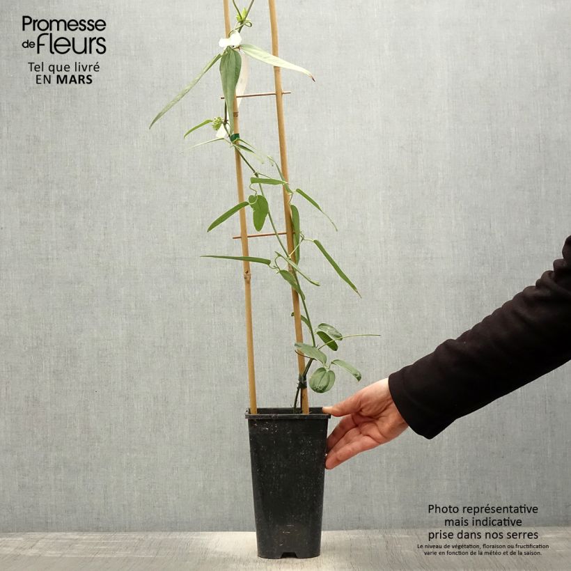 Exemplaar van Clematis armandii Hendersonii Rubra - Groenblijvende bosrank Pot van 2 l/3 l zoals geleverd in de lente