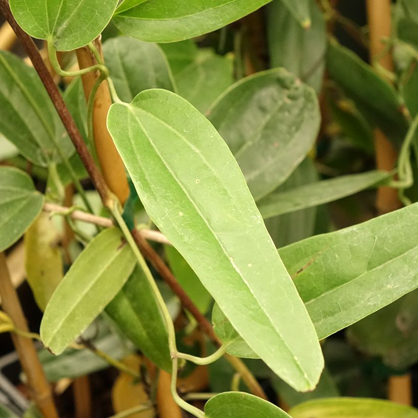 Clematis armandii Hendersonii Rubra - Groenblijvende bosrank (Blad)