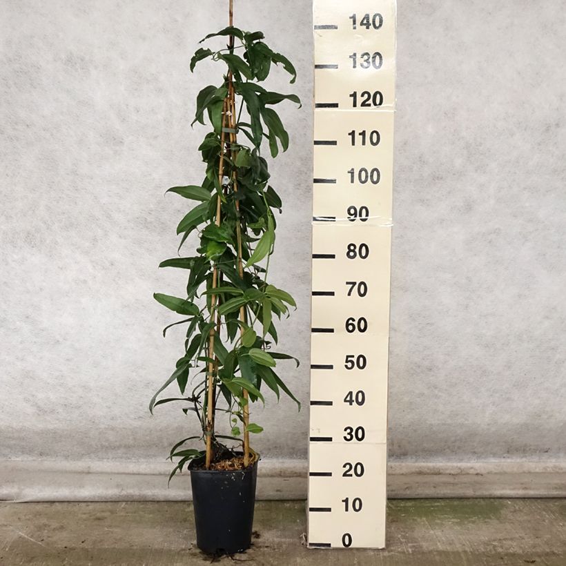 Exemplaar van Clematis armandii - Groenblijvende bosrank Pot van 4 l/5 l zoals geleverd in de herfst