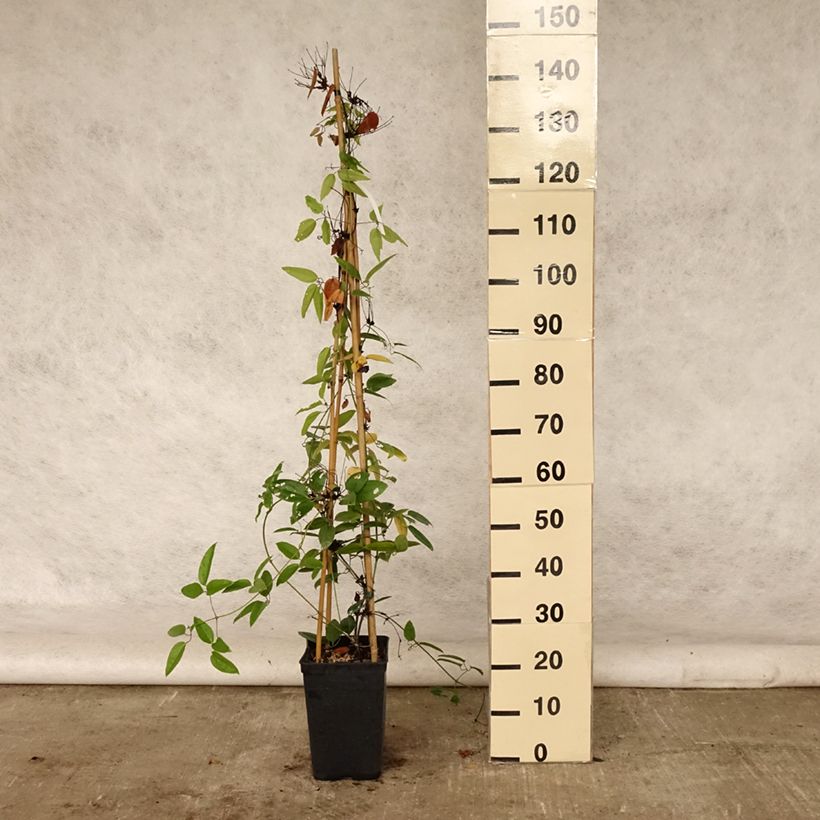 Exemplaar van Clematis armandii - Groenblijvende bosrank Pot van 4 l/5 l zoals geleverd in de zomer