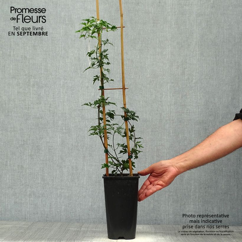 Exemplaar van Clematis Avalanche Blavaal - Bosrank Pot van 2 l/3 l zoals geleverd in de herfst