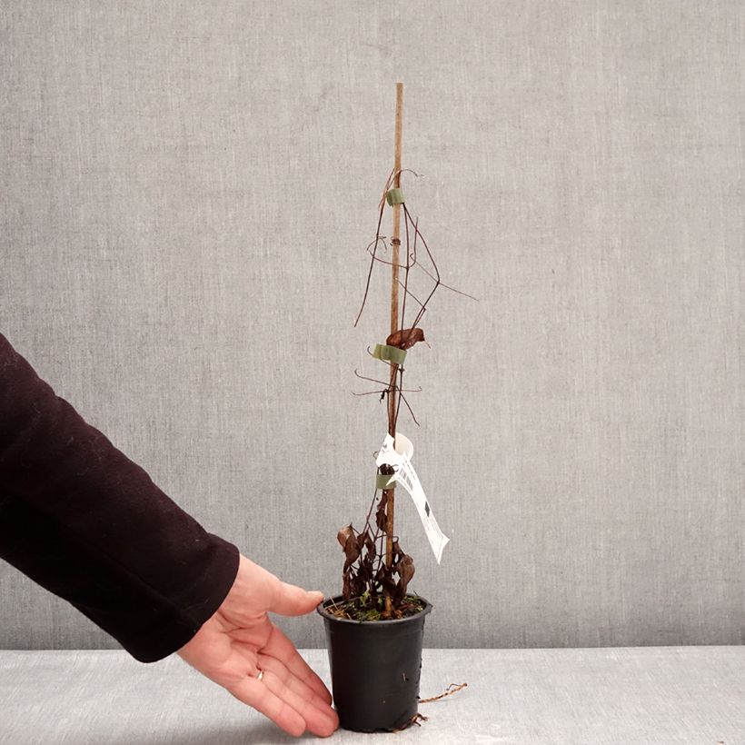 Example of Clematis Barbara Harrington - Grootbloemige clematis Kweekpotje van 8/9 cm as you get in hiver