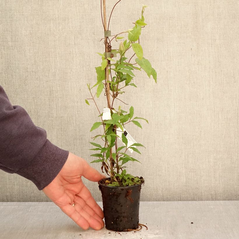 Exemplaar van Clematis Barbara Harrington - Grootbloemige clematis Kweekpotje van 8/9 cm zoals geleverd in de lente